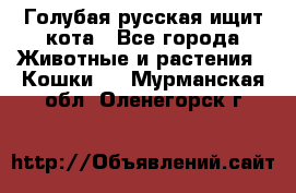 Голубая русская ищит кота - Все города Животные и растения » Кошки   . Мурманская обл.,Оленегорск г.